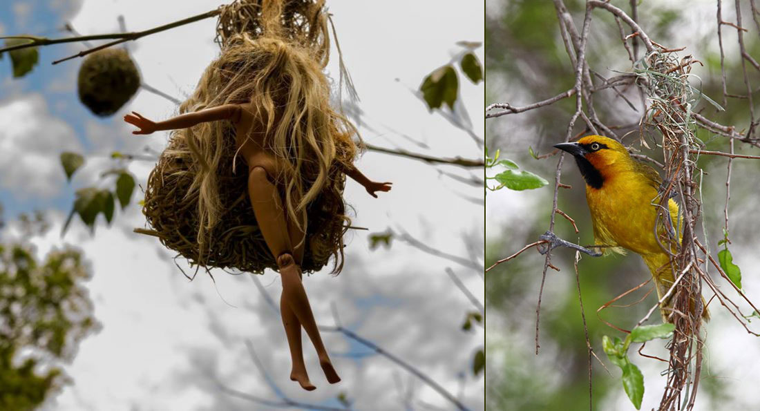 Barbie x South African Weaver Bird - Perfectory Barbie Edition